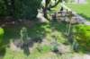 dsc_0581_small.jpg