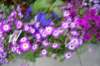 dsc_0677_small.jpg