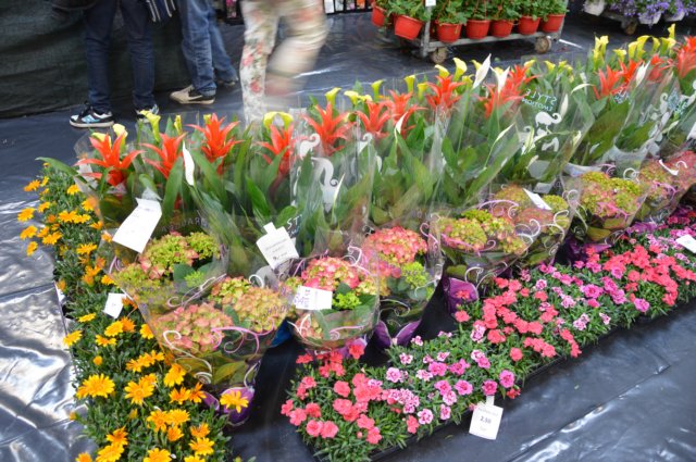 dsc_0685.jpg