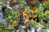 dsc_0686_small.jpg