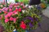 dsc_0702_small.jpg
