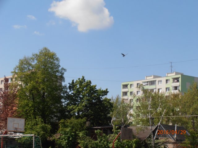 p4290257.jpg