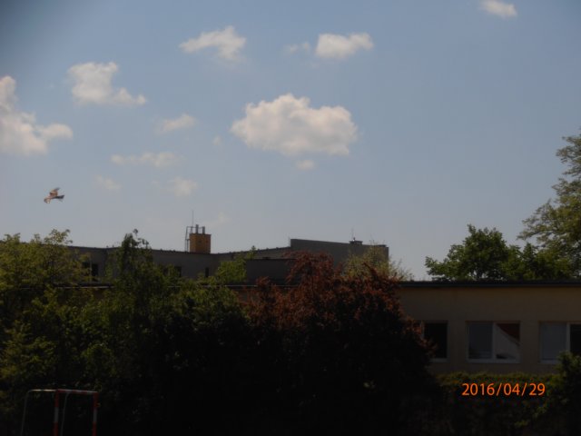 p4290258.jpg