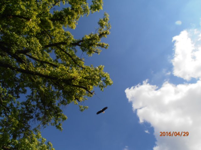 p4290277.jpg